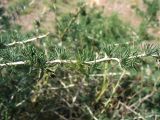 Asparagus albus. Часть ветви. Испания, Андалусия, провинция Альмерия, природный парк Cabo de Gata. 20 декабря 2009 г.