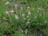 Oxytropis candicans