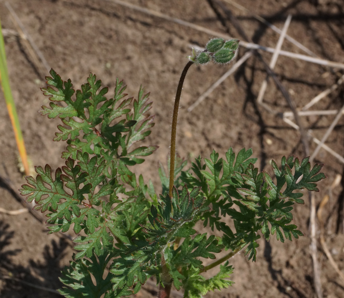 Изображение особи Erodium cicutarium.