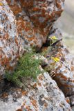 Tanacetopsis karataviensis. Цветущее растение в расщелине скалы. Южный Казахстан, горы Алатау (Даубаба), левый гребень ущелья Улькен-Сарымсаксай, ~1650 м н.у.м. 04.07.2014.