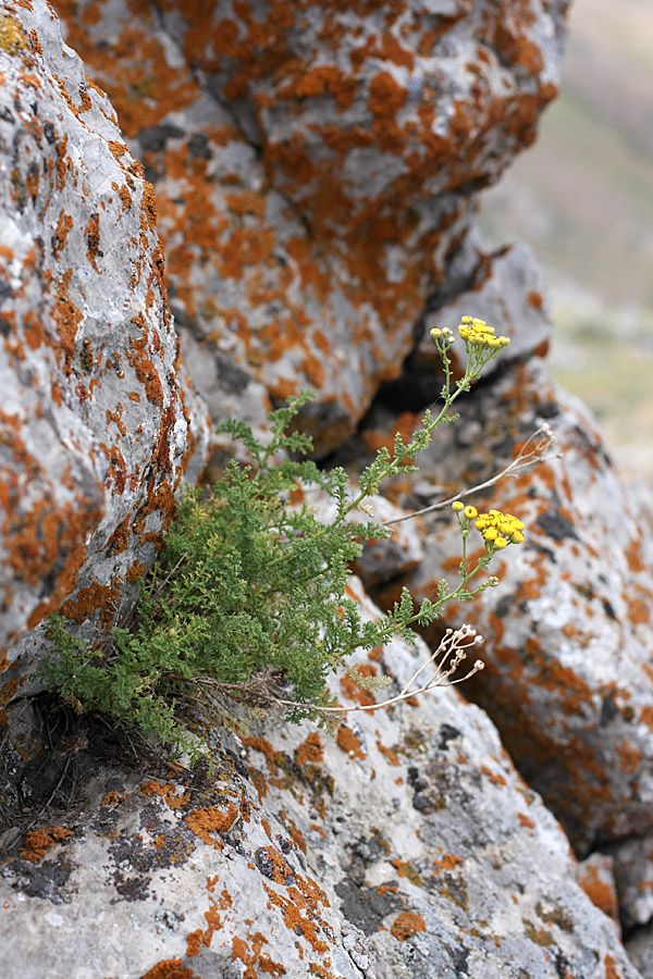 Image of Tanacetopsis karataviensis specimen.