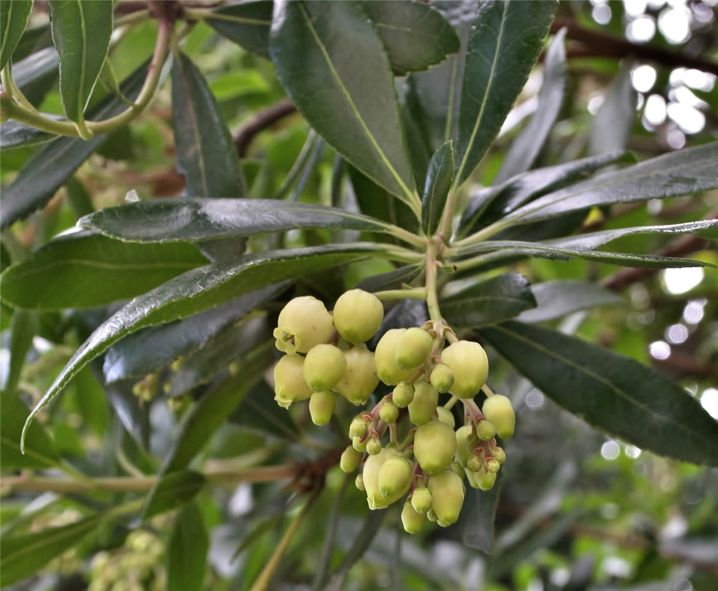 Image of Arbutus unedo specimen.