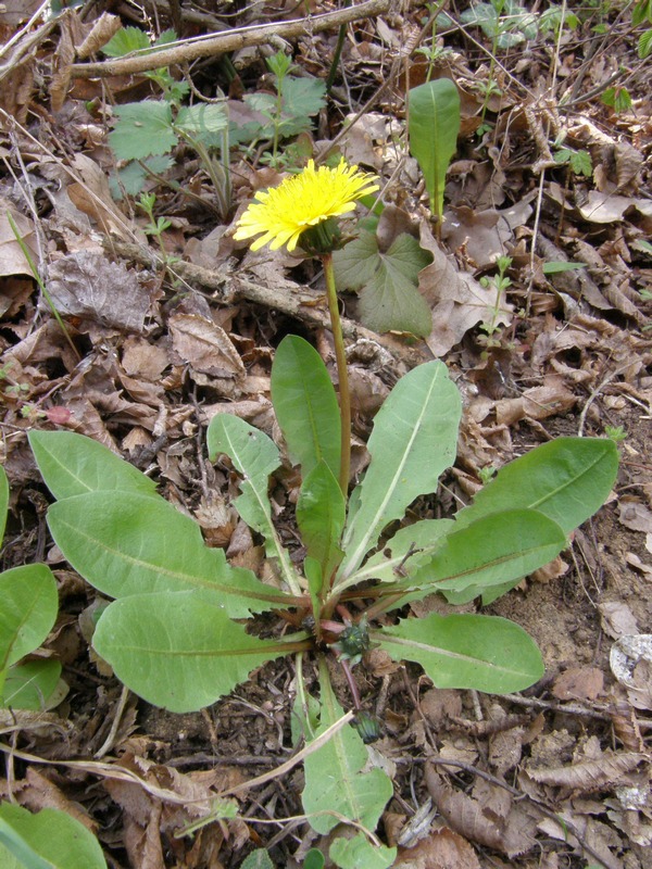 Image of Taraxacum thracicum specimen.