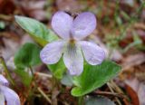 Viola sacchalinensis. Цветок. Якутия (Саха), Нерюнгринский р-н, окр. пос. Чульман, берег р. Чульман. 29.05.2011.