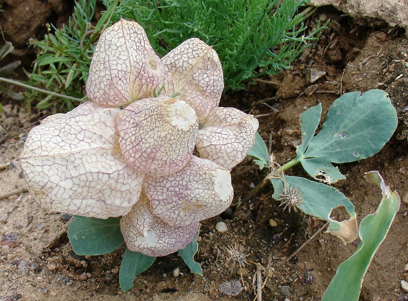 Image of Leontice incerta specimen.