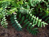 Astragalus alpinus