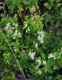 Silene foliosa. Верхушки цветущих растений. Приморье, Хасанский р-н, полуостров Гамова, окр. мыса Гамова, опушка широколиственного леса. 28.08.2015.