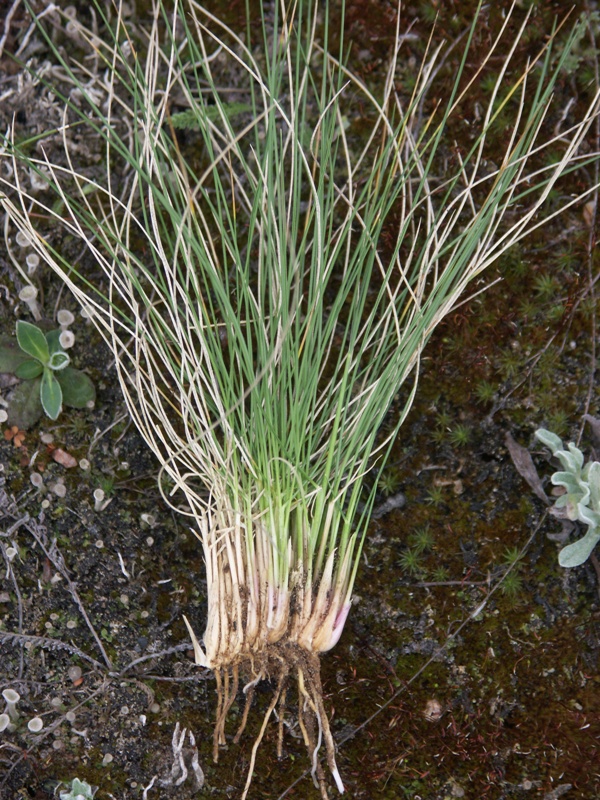 Nardus stricta - Изображение особи - Плантариум