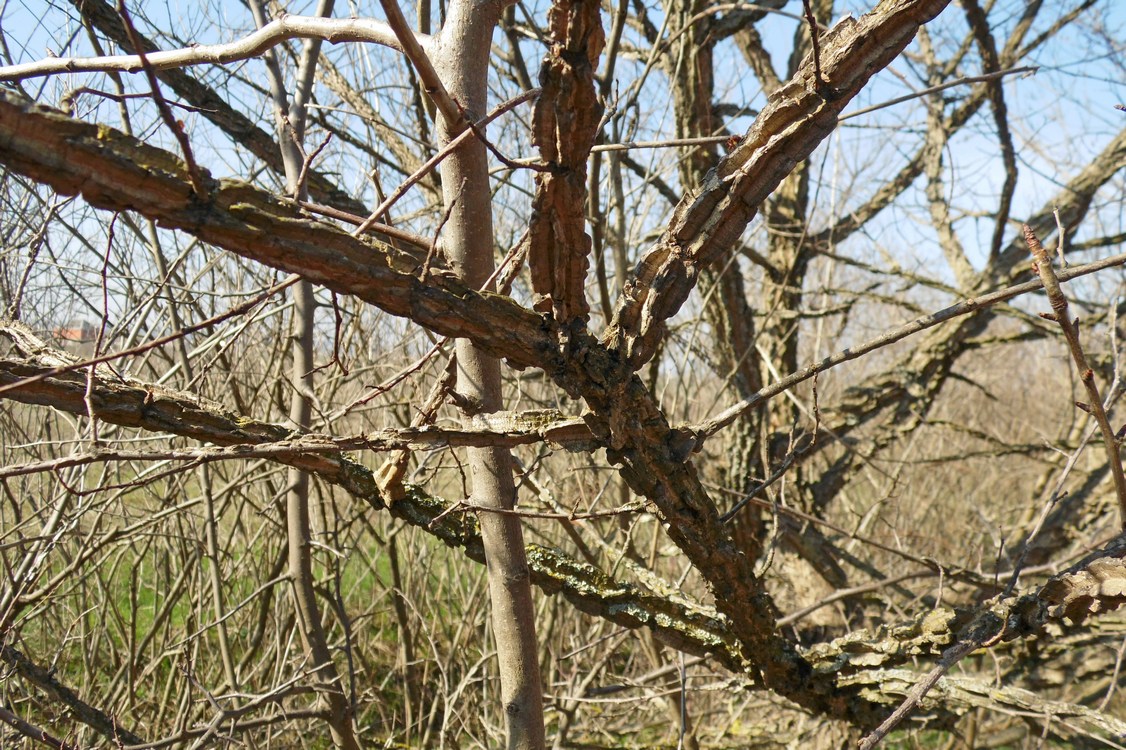 Image of Ulmus minor specimen.