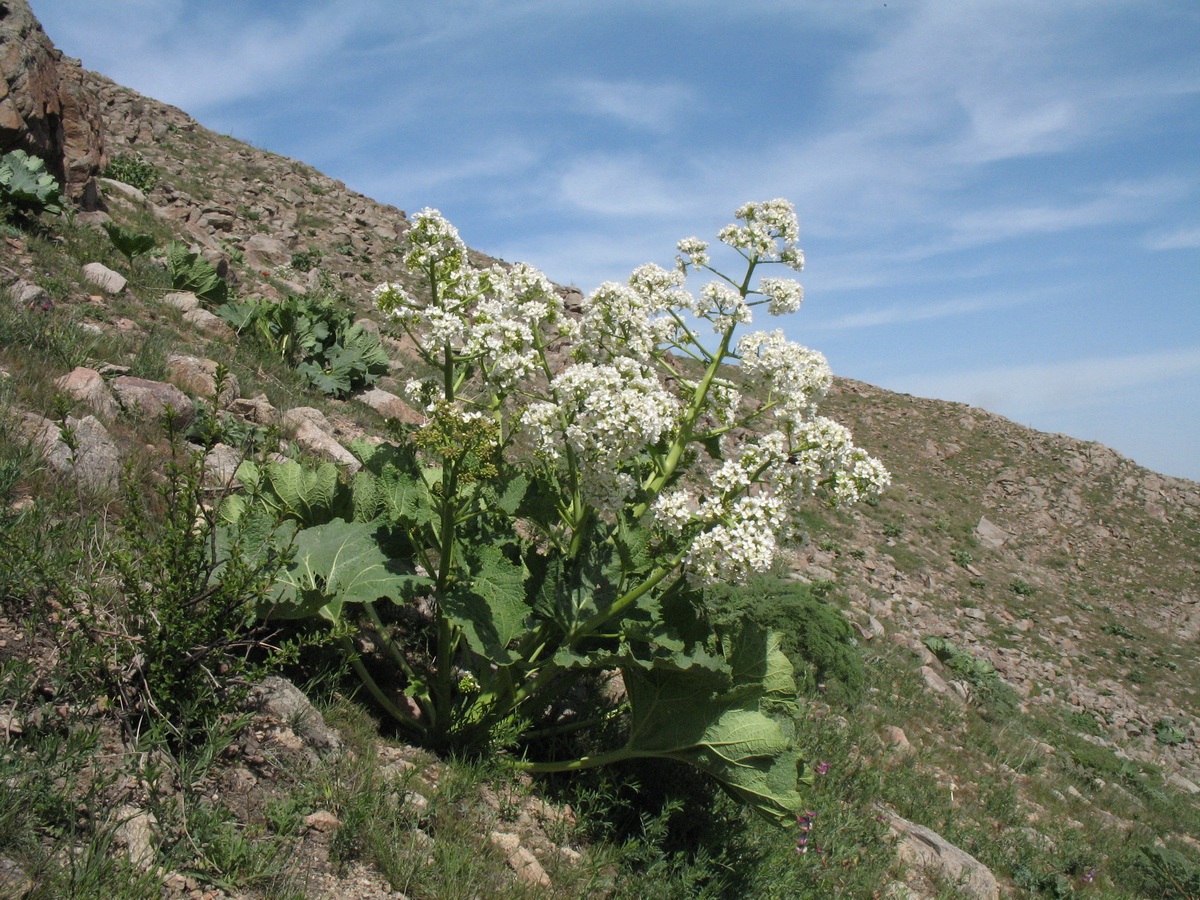 Image of Crambe kotschyana specimen.