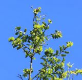 Buxus colchica. Верхушка веточки растения, поражённого самшитовой огнёвкой, с распускающейся листвой. Абхазия, г. Сухум, Ботанический сад, в культуре. 7 марта 2016 г.