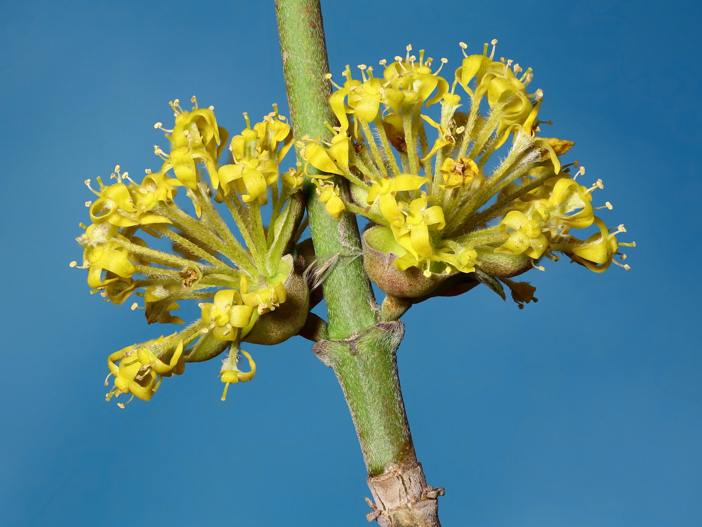 Image of Cornus mas specimen.