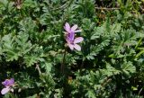 Erodium cicutarium
