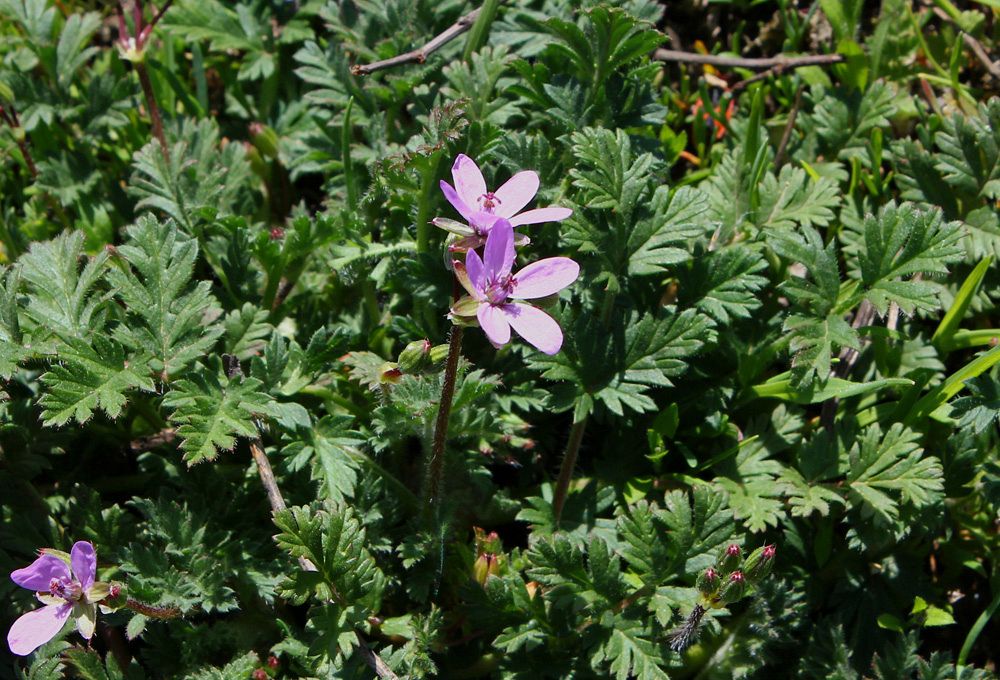 Изображение особи Erodium cicutarium.