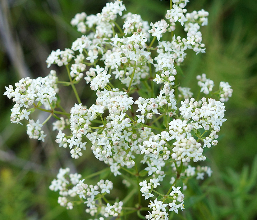 Image of Galium mollugo specimen.