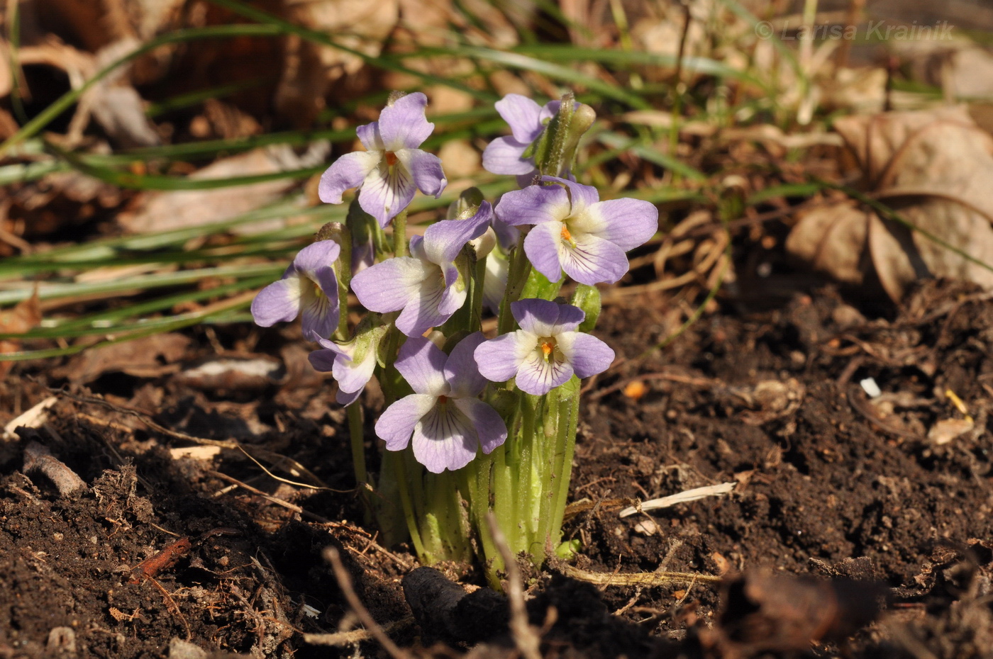 Image of Viola collina specimen.