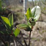 × Sorbaronia mitschurinii