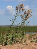 Cirsium arvense. Плодоносящее растение на пляже. Ленинградская обл., окр. ст. Бронка, побережье Финского залива, песчаный пляж. 08.08.2009.