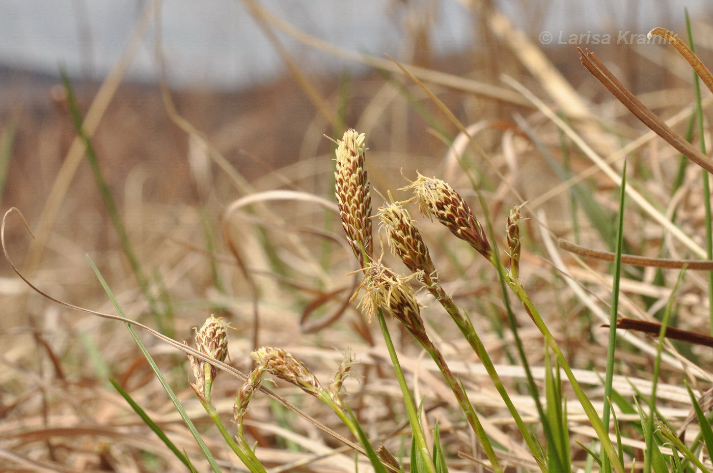 Изображение особи род Carex.