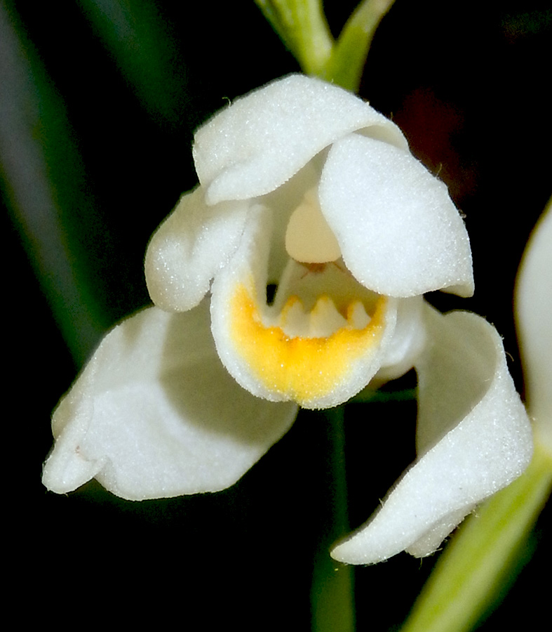 Image of Cephalanthera longifolia specimen.