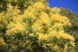 Acacia dealbata. Верхушки ветвей с соцветиями. Абхазия, г. Сухум, Сухумская гора, в культуре. 7 марта 2016 г.