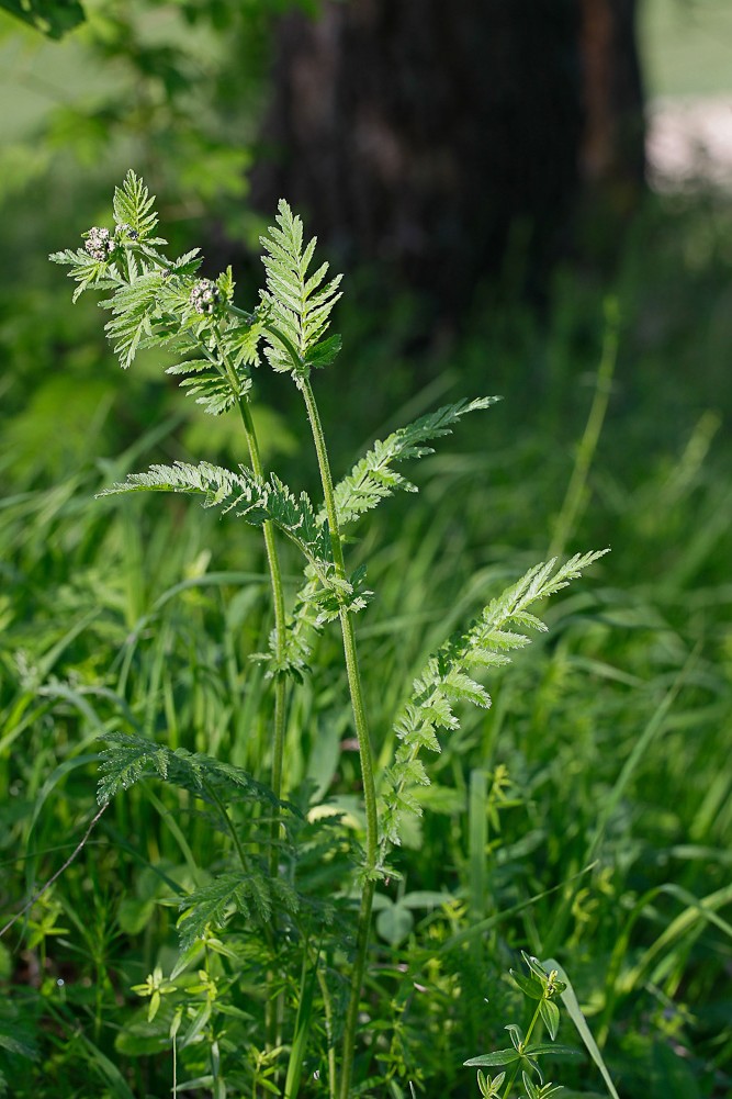 Image of Pyrethrum corymbosum specimen.