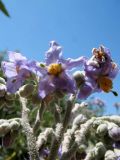 Solanum mauritianum