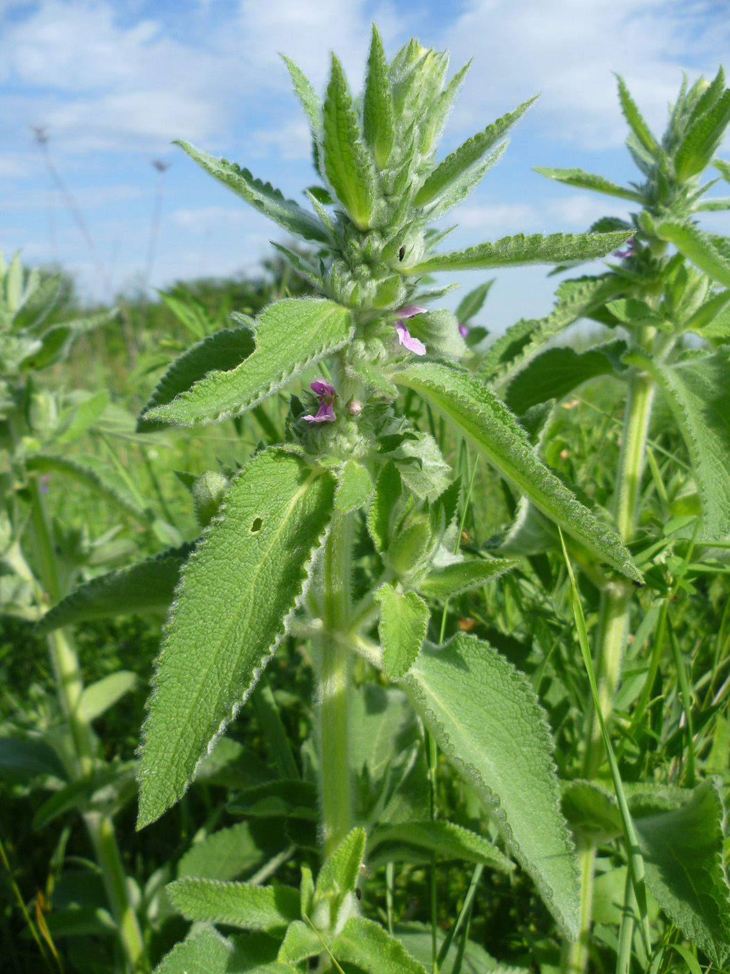 Изображение особи Stachys germanica.