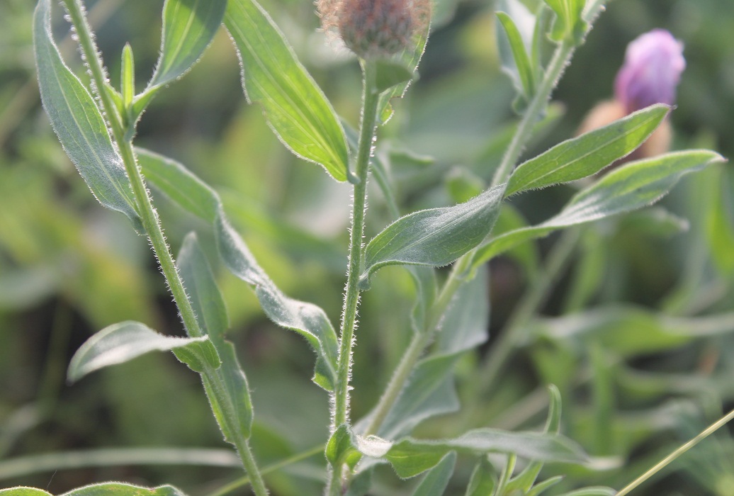 Изображение особи Centaurea trichocephala.