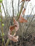 Salix triandra