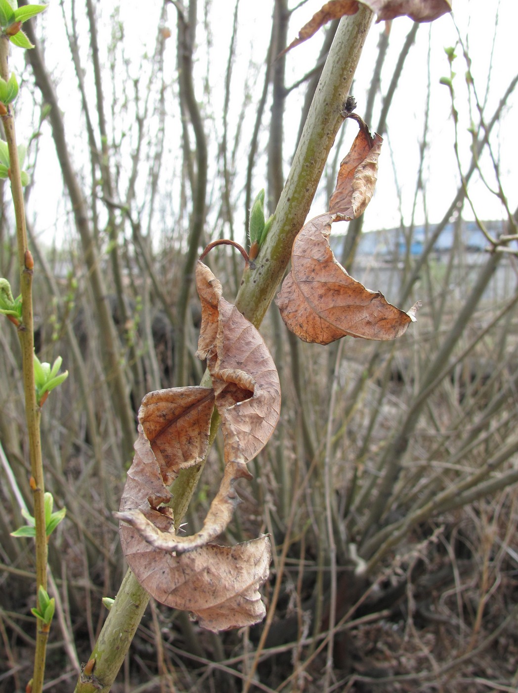 Изображение особи Salix triandra.