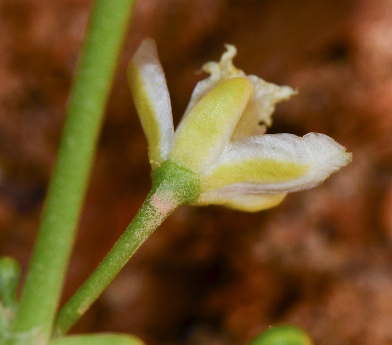 Изображение особи Tetraena coccinea.