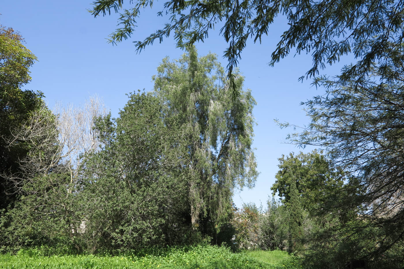 Image of Pittosporum phillyraeoides specimen.