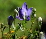 Platycodon grandiflorus