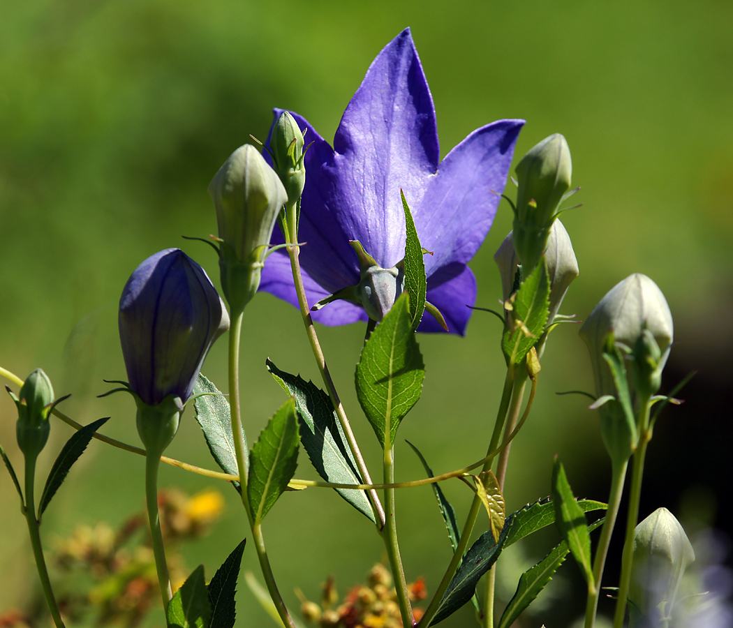 Изображение особи Platycodon grandiflorus.