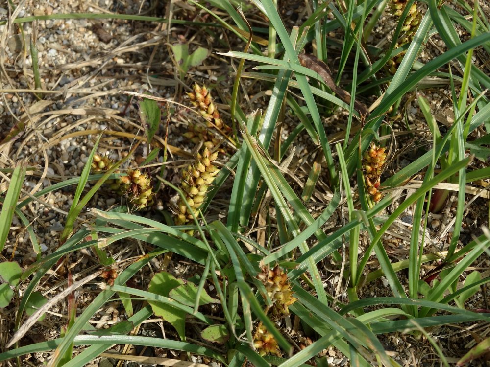 Image of Carex pumila specimen.