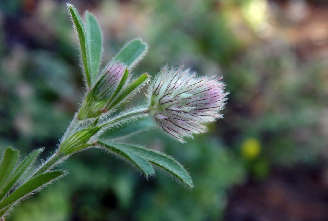 Image of Trifolium arvense specimen.