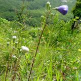 Platycodon grandiflorus