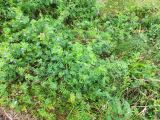 Vicia sepium. Куртина цветущих и плодоносящих растений. Кольский п-ов, Восточный Мурман, Дальние Зеленцы. 16.08.2016.