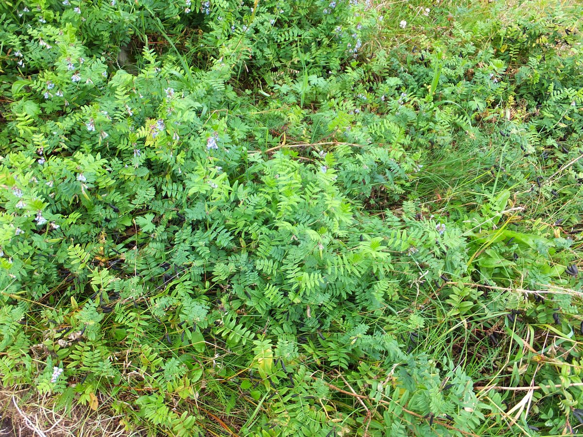 Image of Vicia sepium specimen.