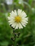 Lactuca indica