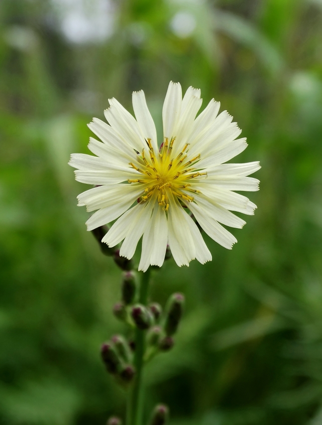 Image of Lactuca indica specimen.