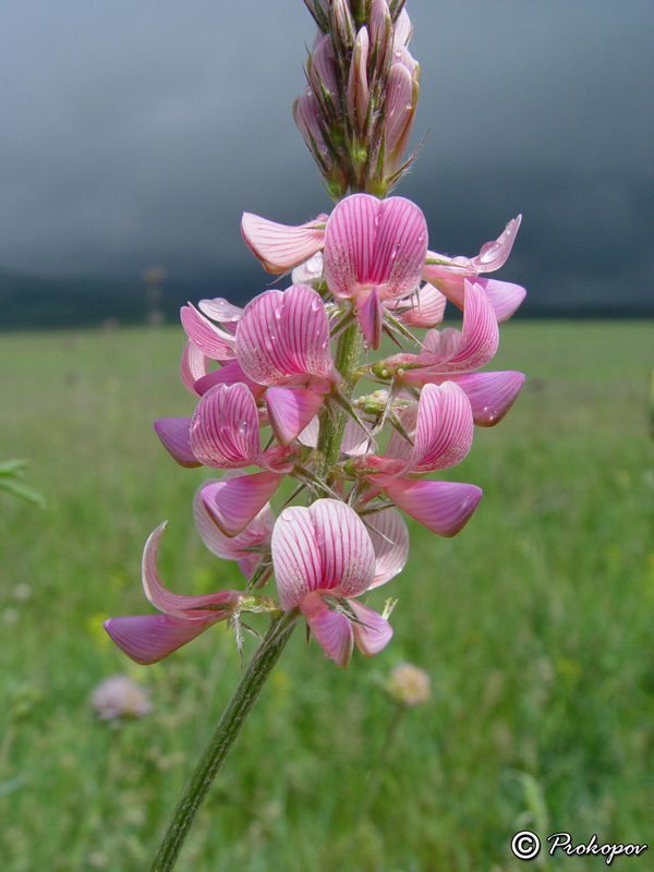 Изображение особи Onobrychis arenaria.