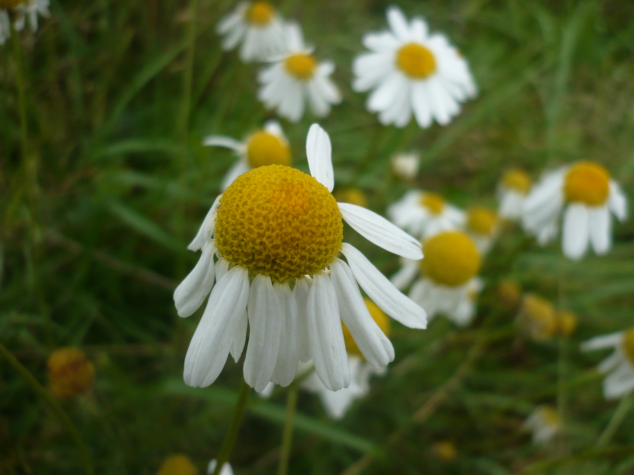 Изображение особи Tripleurospermum inodorum.