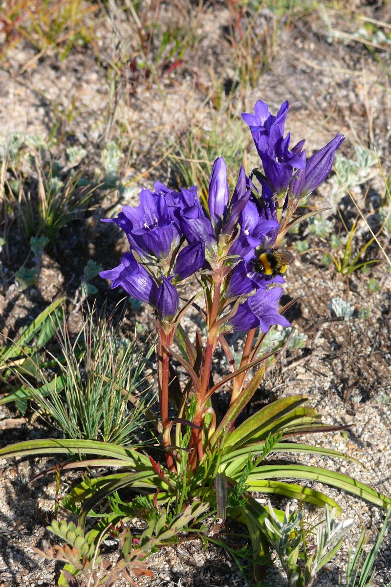 Изображение особи Gentiana decumbens.