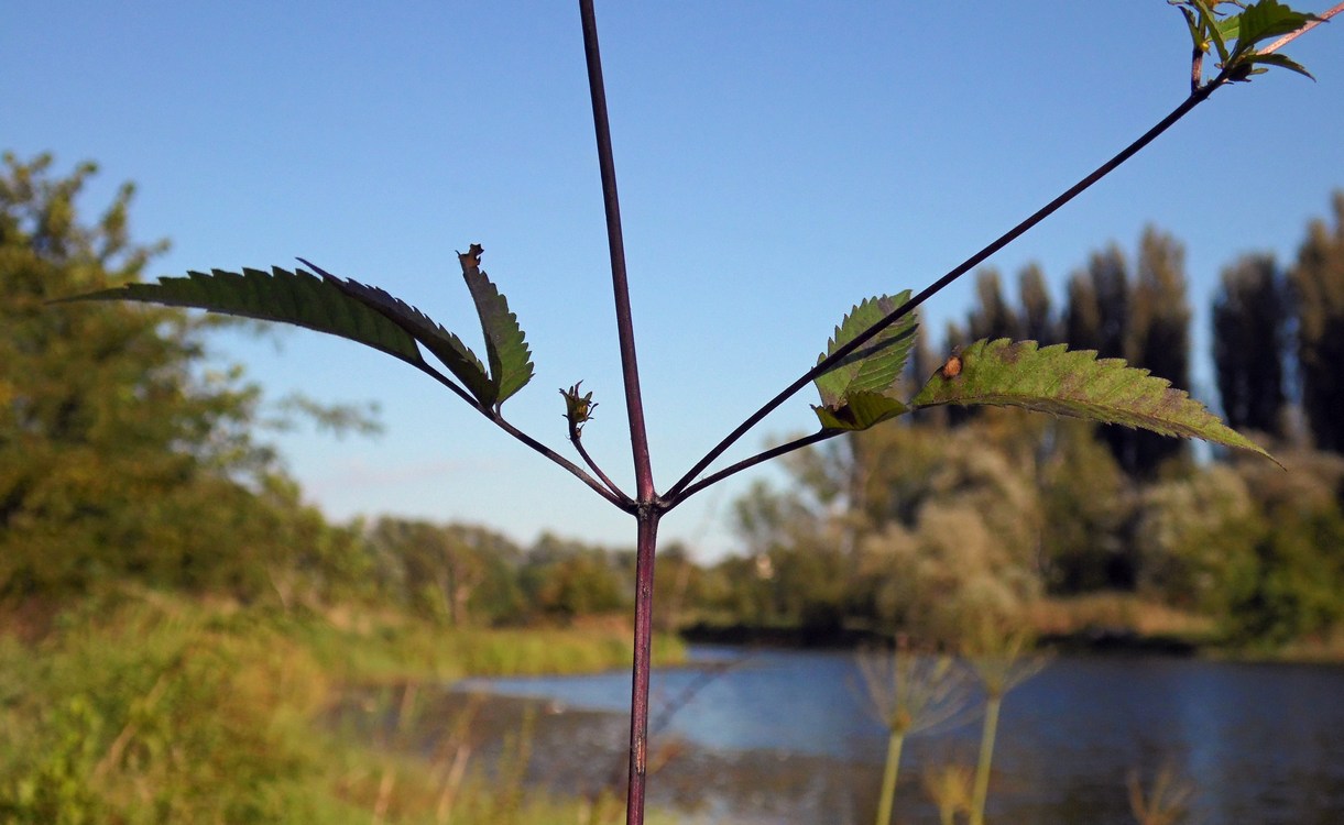 Изображение особи Bidens frondosa.