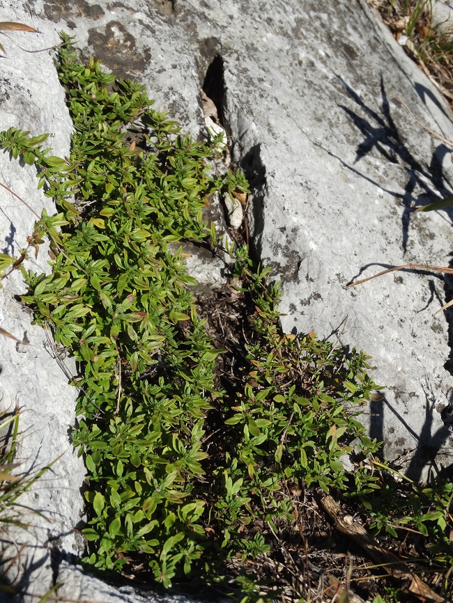 Image of genus Thymus specimen.