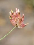 Astragalus inaequalifolius