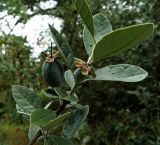 Acca sellowiana