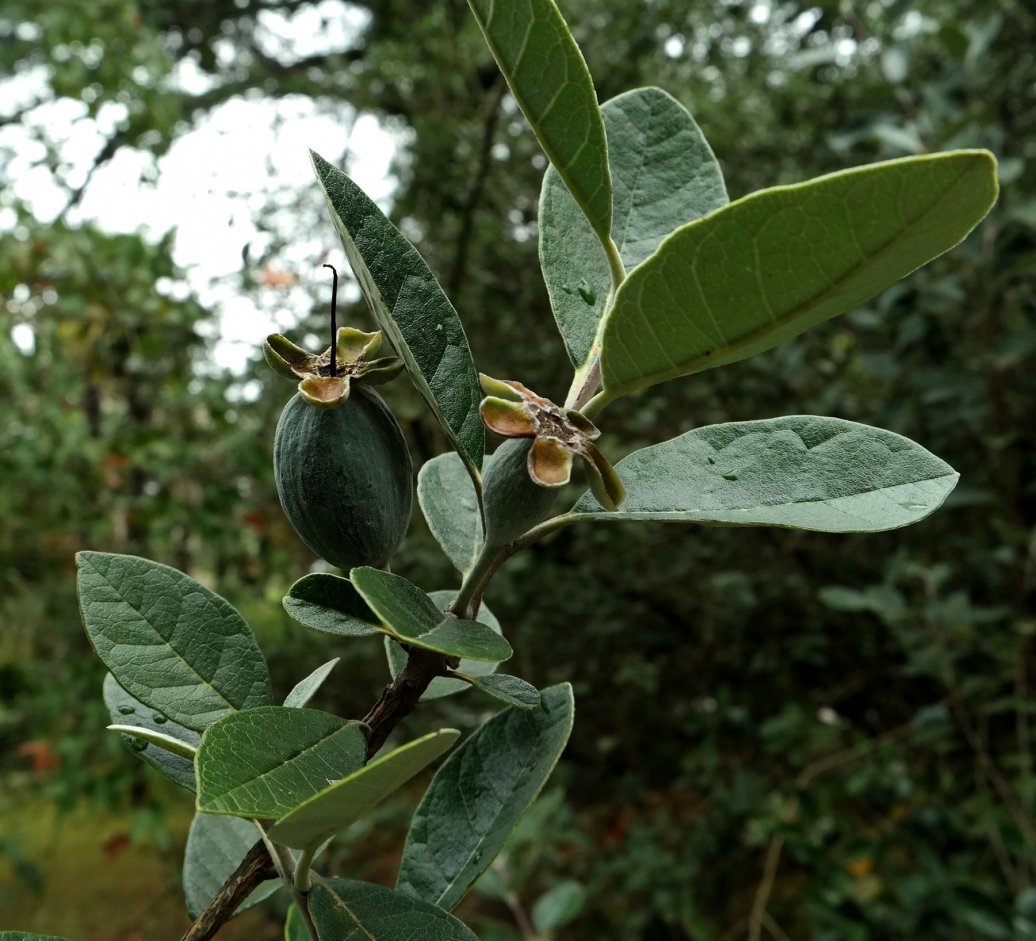 Image of Acca sellowiana specimen.